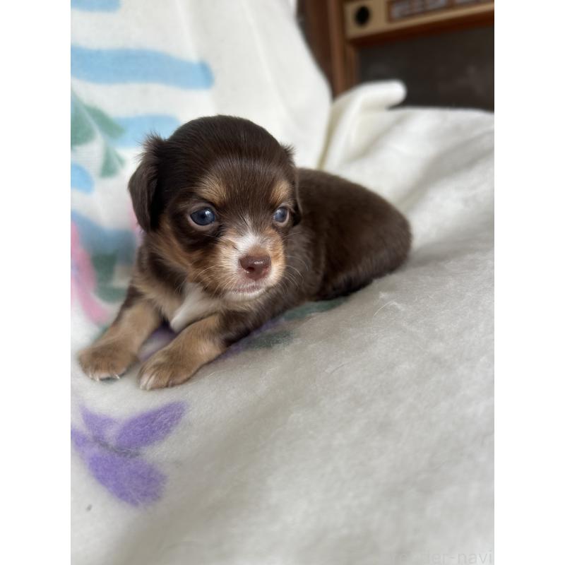 販売中の愛知県のチワックス:チワワ×ミニチュアダックスフンド-423885の2枚目