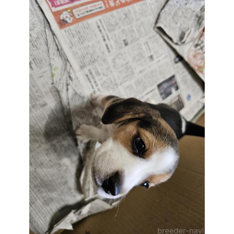 販売中の愛知県のビーグル-423886の4枚目
