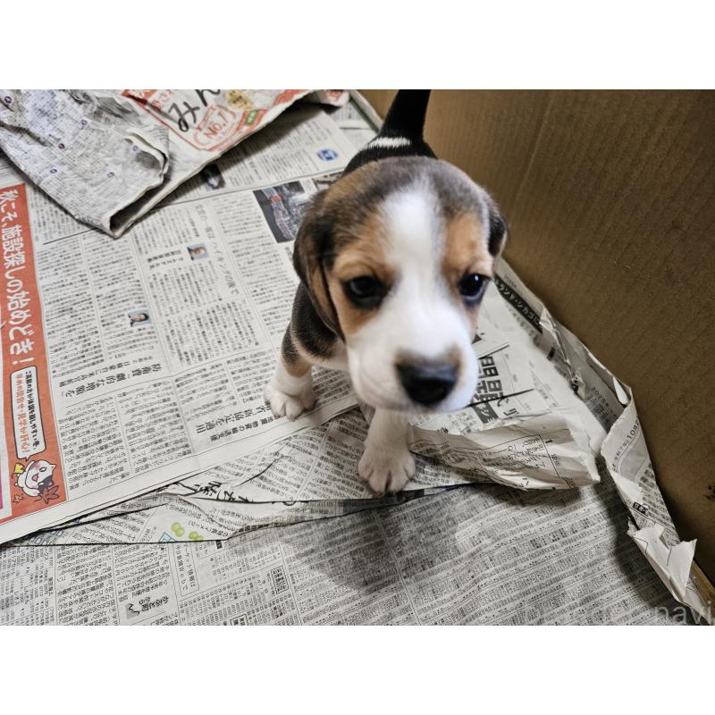 販売中の愛知県のビーグル-423886の3枚目