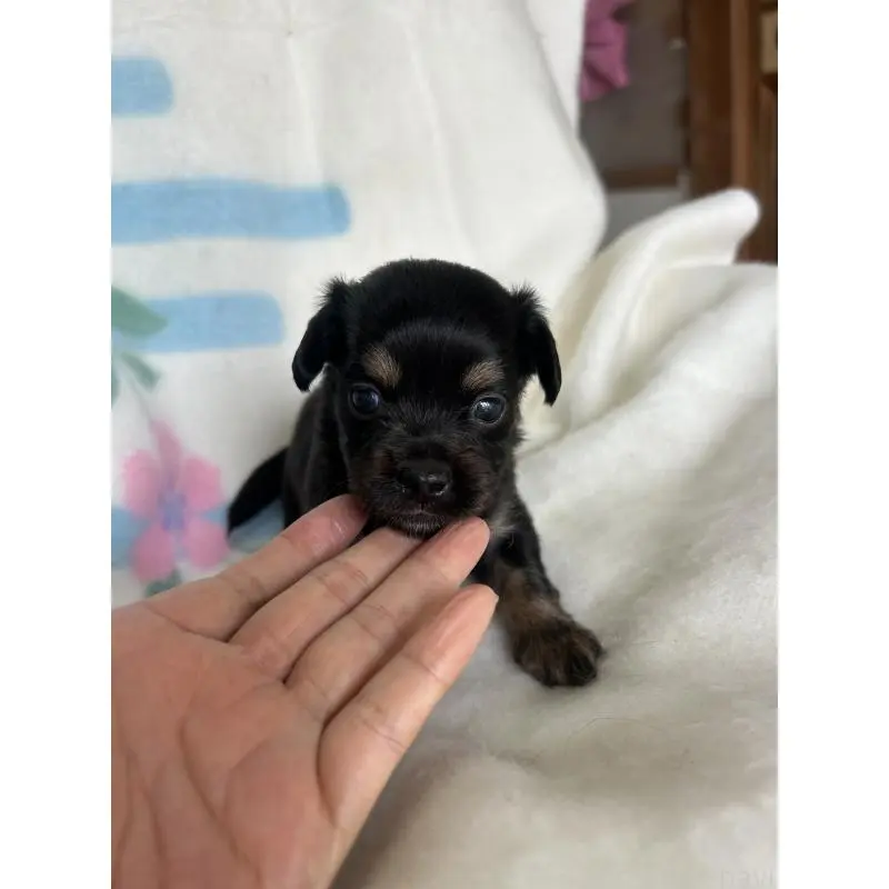 販売中の愛知県のチワックス:チワワ×ミニチュアダックスフンド-423887