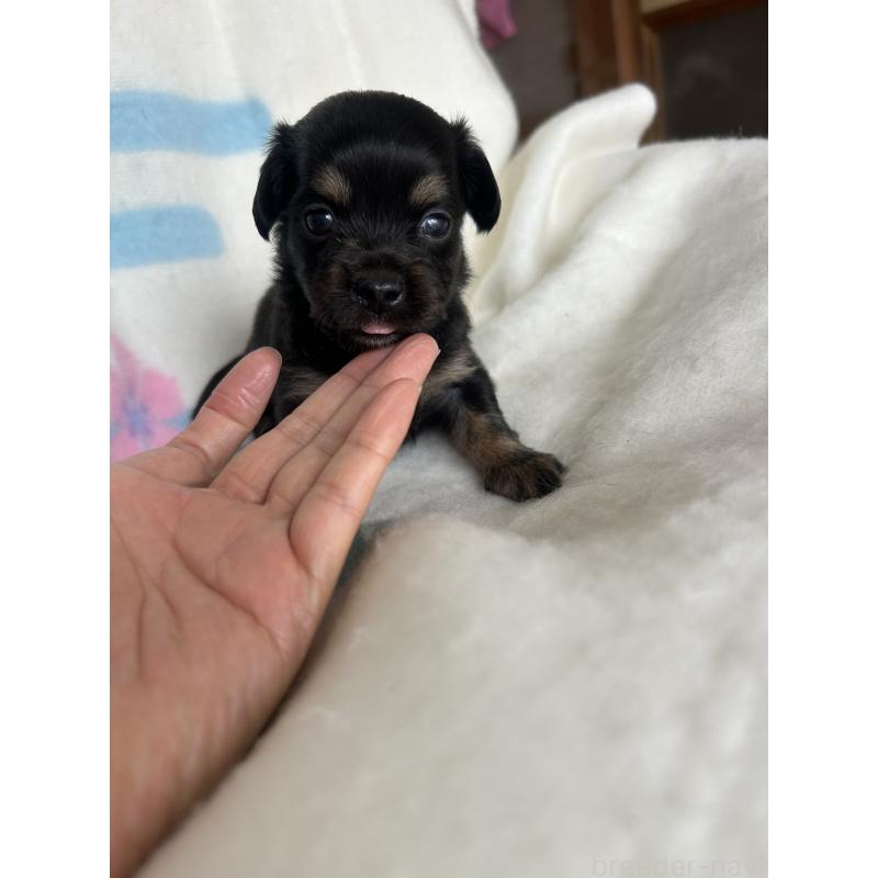 販売中の愛知県のチワックス:チワワ×ミニチュアダックスフンド-423887の3枚目