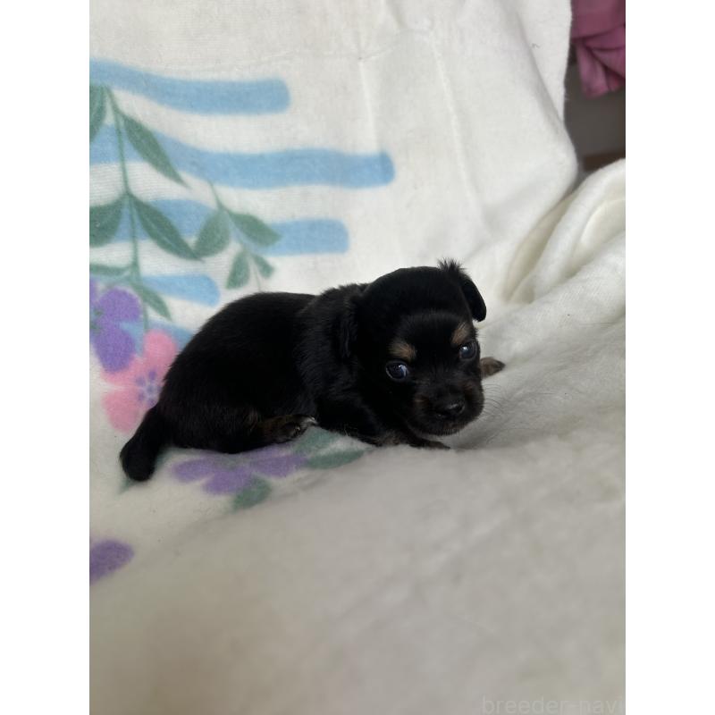 販売中の愛知県のチワックス:チワワ×ミニチュアダックスフンド-423887の2枚目