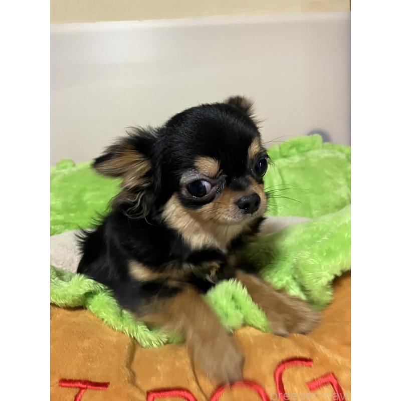 販売中の埼玉県のチワワ(ロングコート)-392194の4枚目