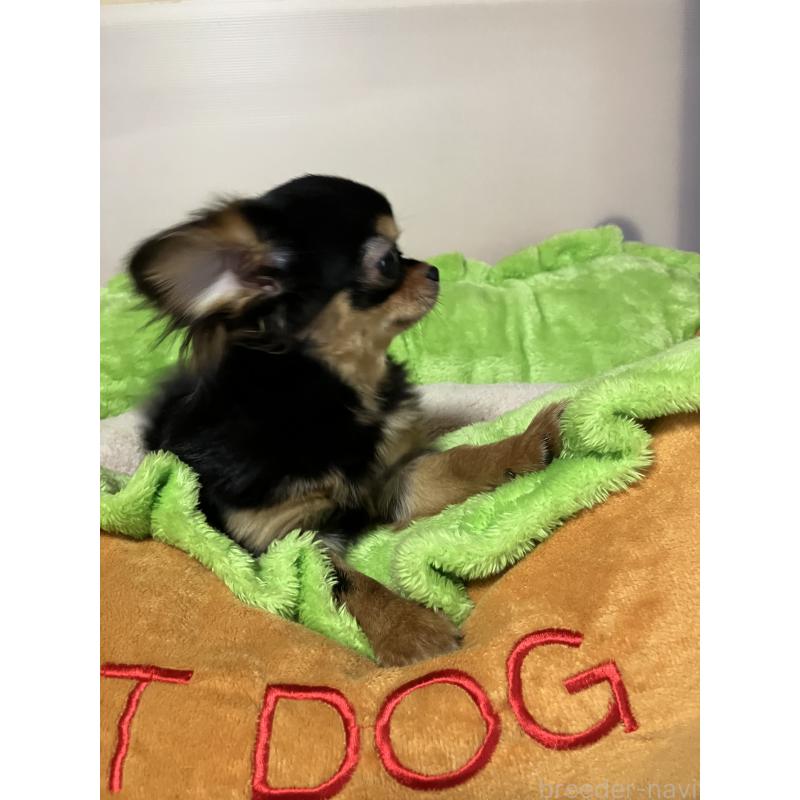 販売中の埼玉県のチワワ(ロングコート)-392194の3枚目