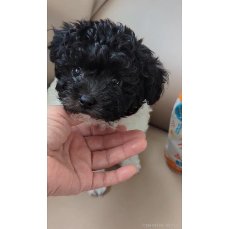 販売中の北海道のティーカッププードル-417937の19枚目