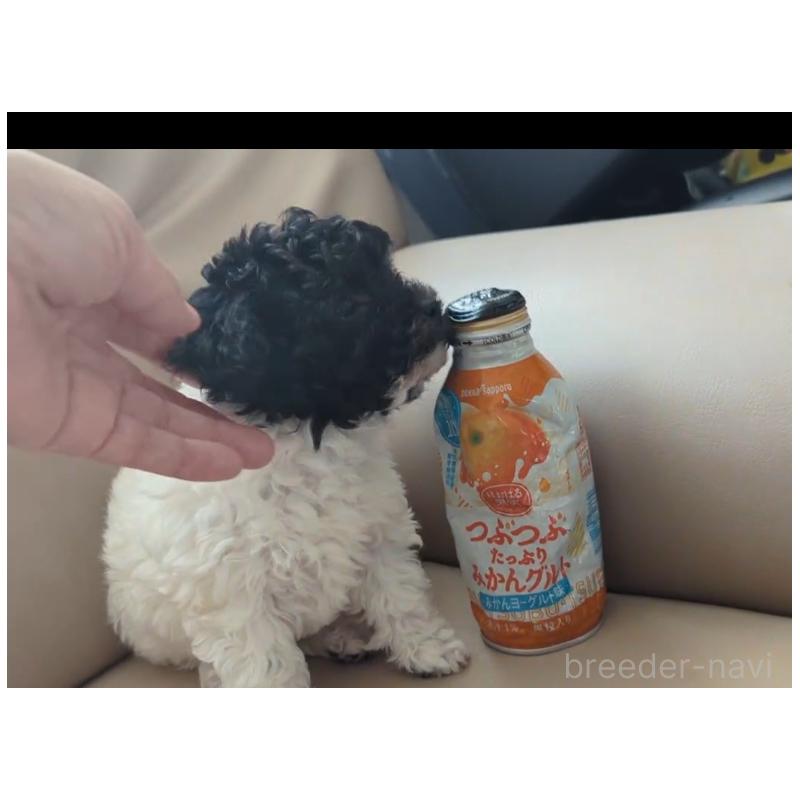 販売中の北海道のティーカッププードル-417937の18枚目