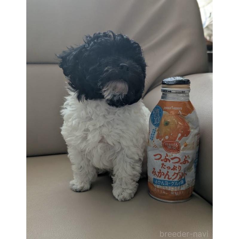 販売中の北海道のティーカッププードル-417937の17枚目