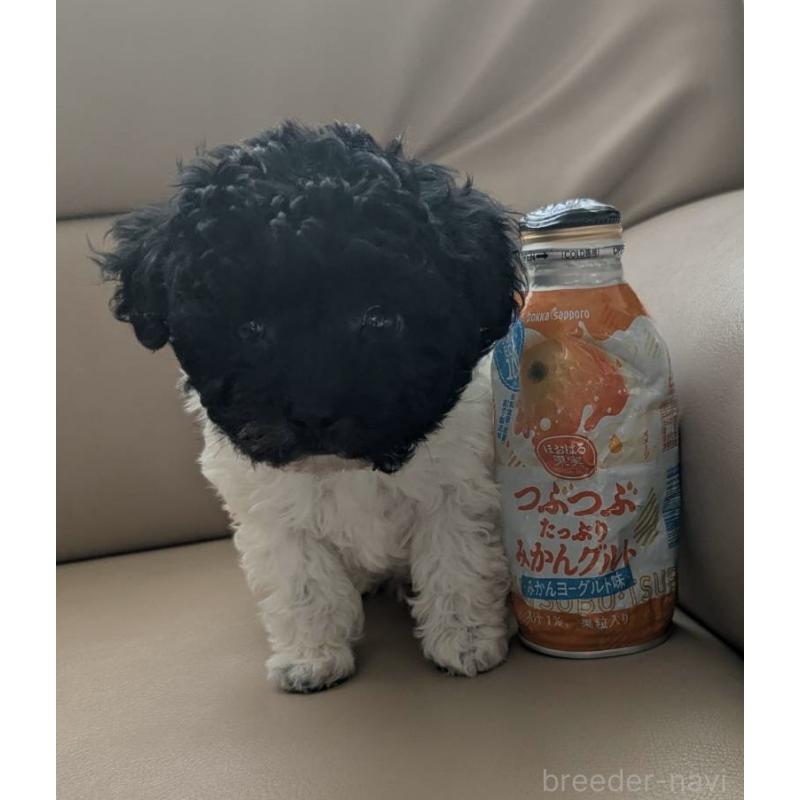 販売中の北海道のティーカッププードル-417937の16枚目