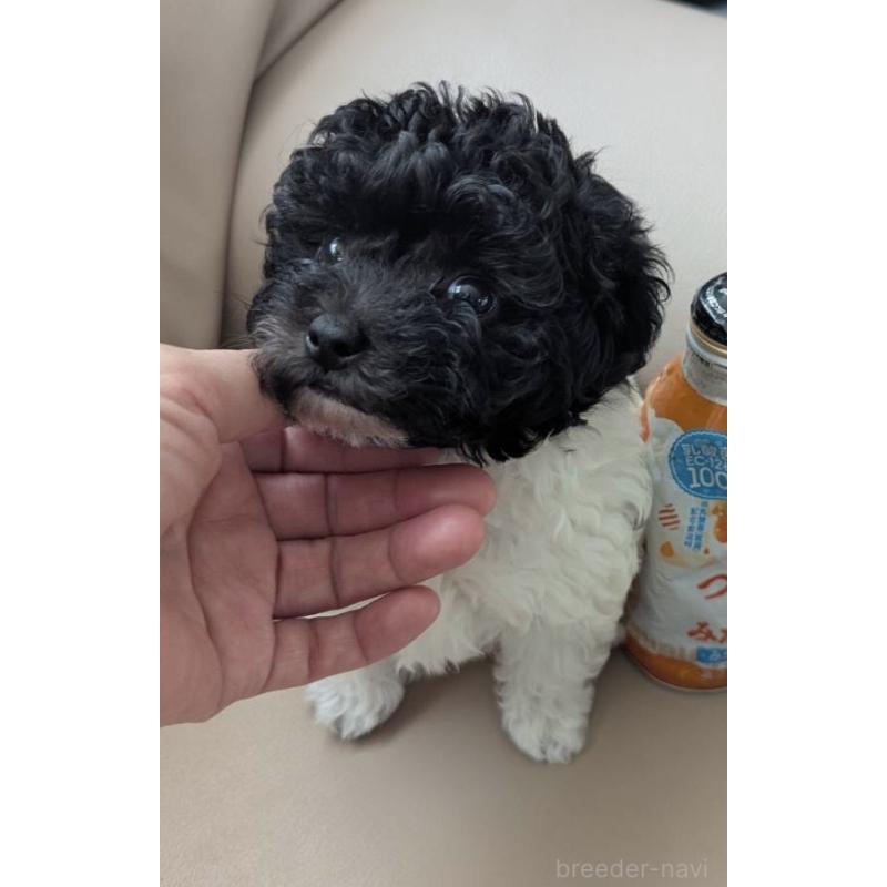 販売中の北海道のティーカッププードル-417937の15枚目