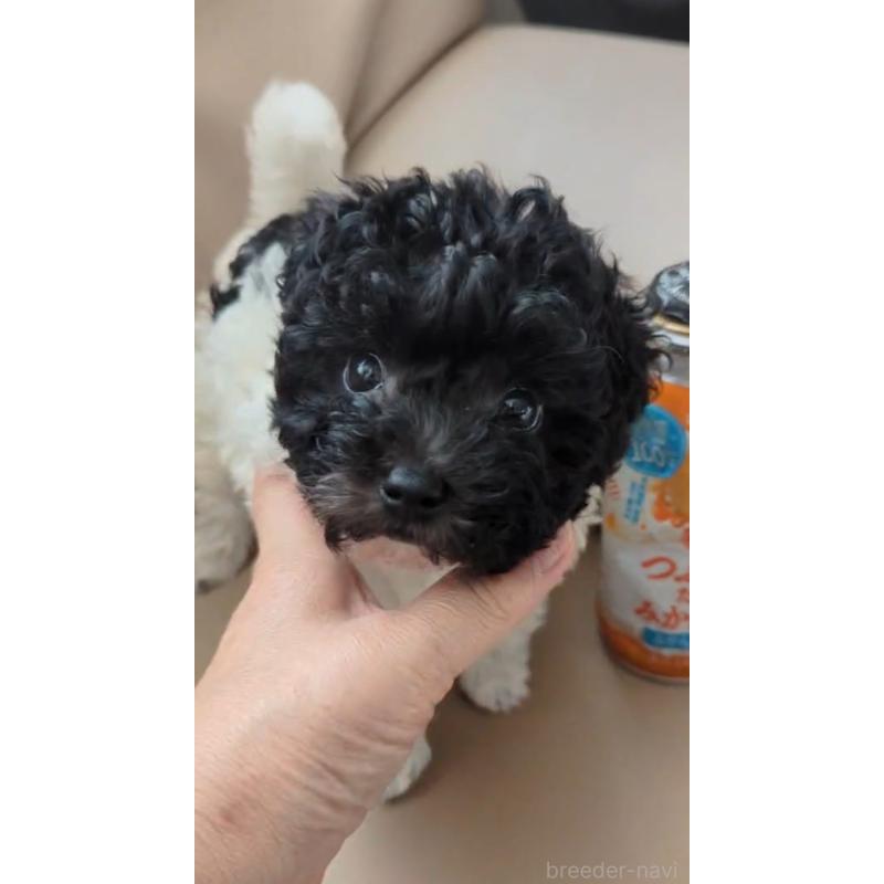 販売中の北海道のティーカッププードル-417937の12枚目