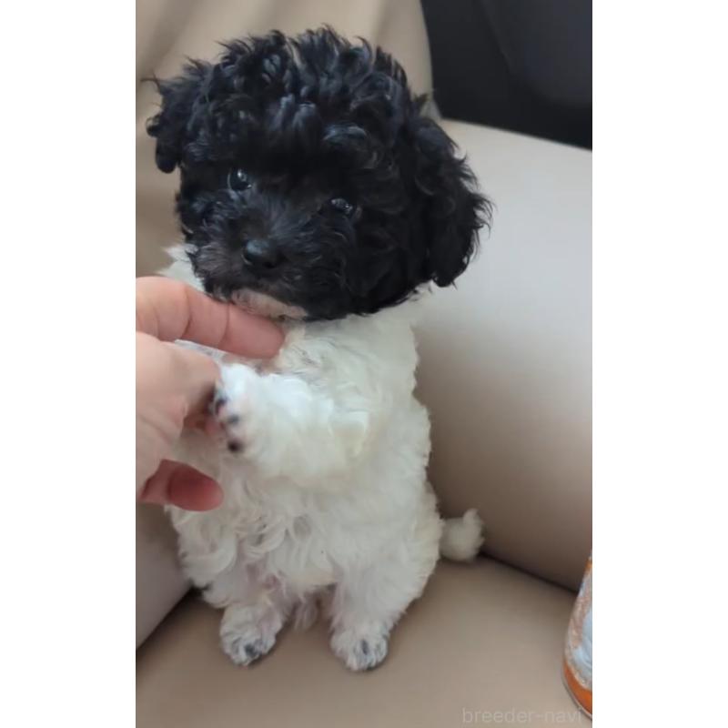 販売中の北海道のティーカッププードル-417937の11枚目