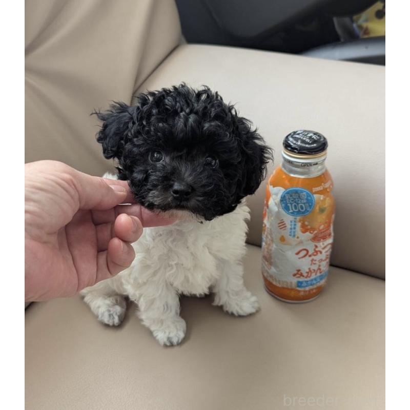 販売中の北海道のティーカッププードル-417937の10枚目