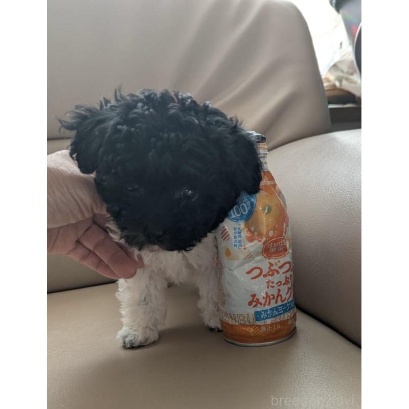 販売中の北海道のティーカッププードル-417937の9枚目