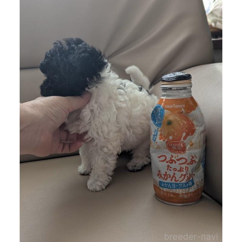 販売中の北海道のティーカッププードル-417937の8枚目