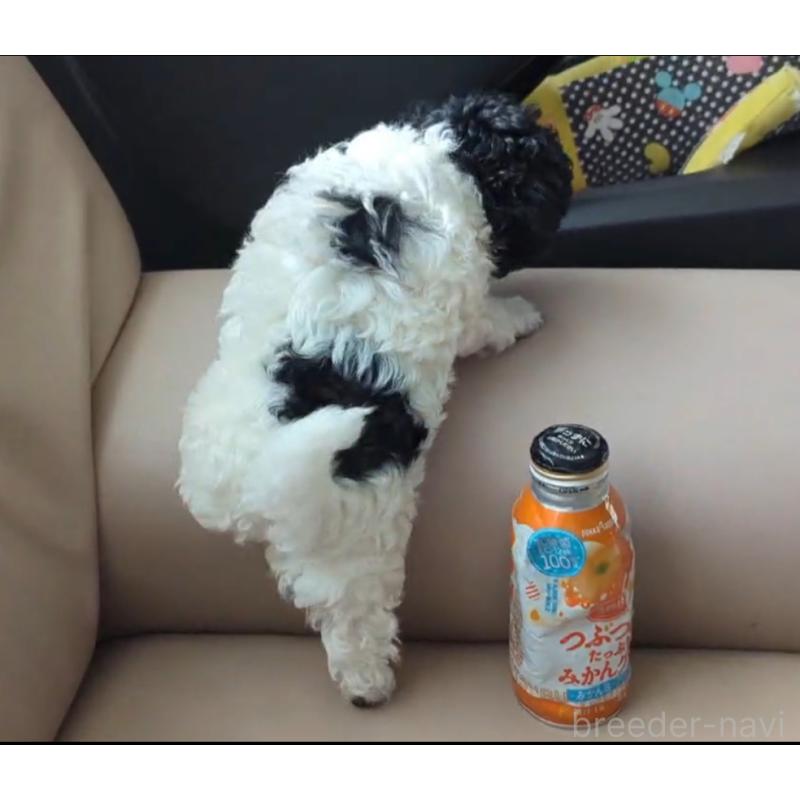 販売中の北海道のティーカッププードル-417937の7枚目