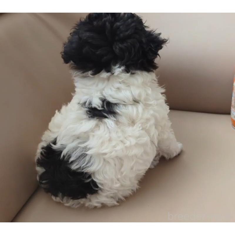 販売中の北海道のティーカッププードル-417937の6枚目