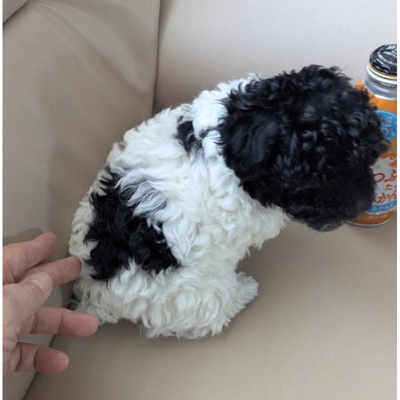 販売中の北海道のティーカッププードル-417937の5枚目