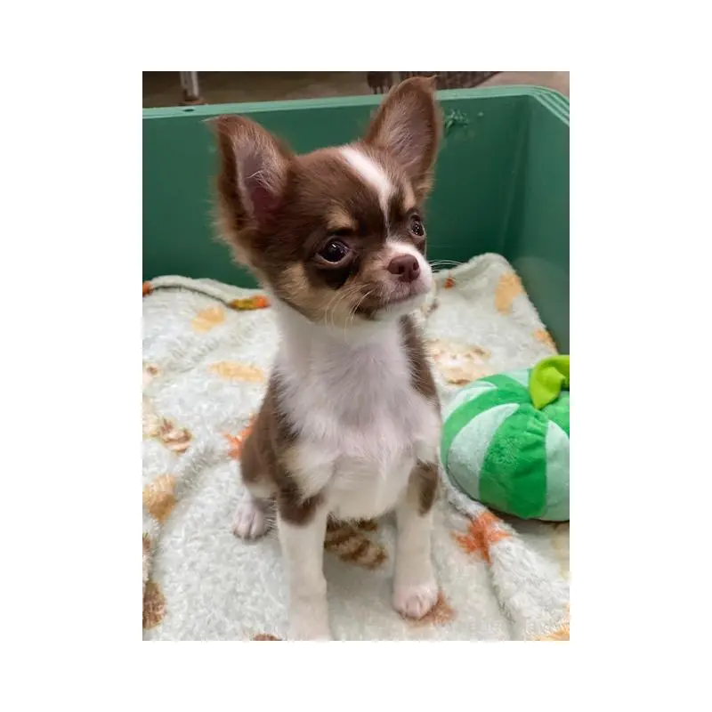 販売中の福岡県のチワワ(ロングコート)-423889の4枚目