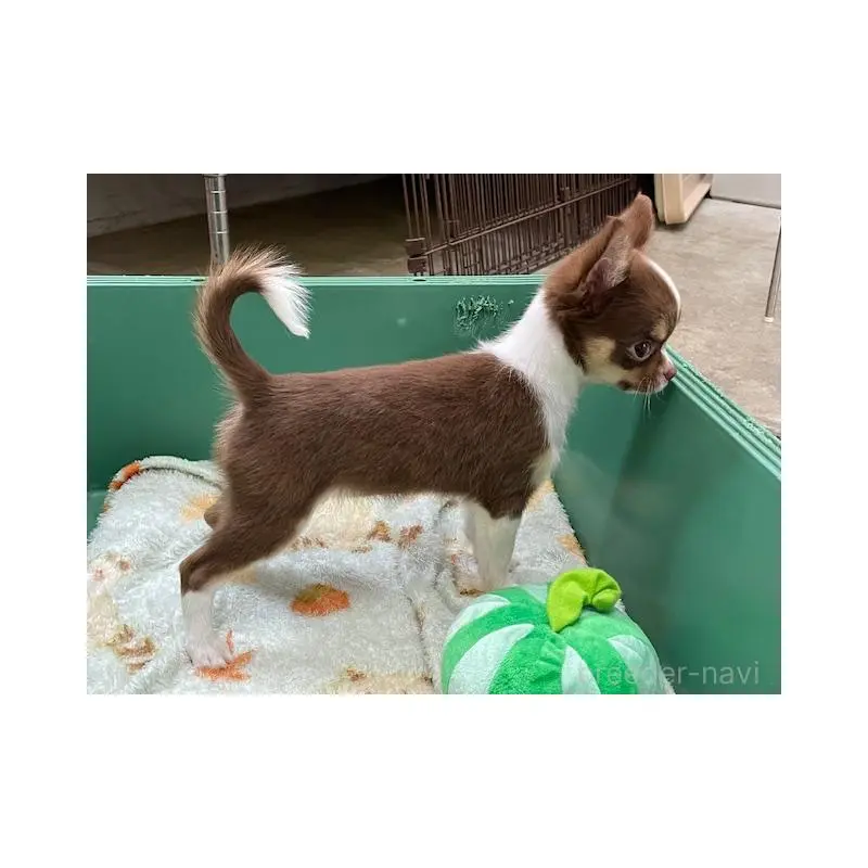 販売中の福岡県のチワワ(ロングコート)-423889の3枚目