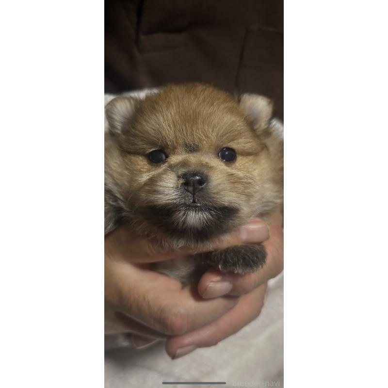 販売中の山口県のポメラニアン-423888の2枚目