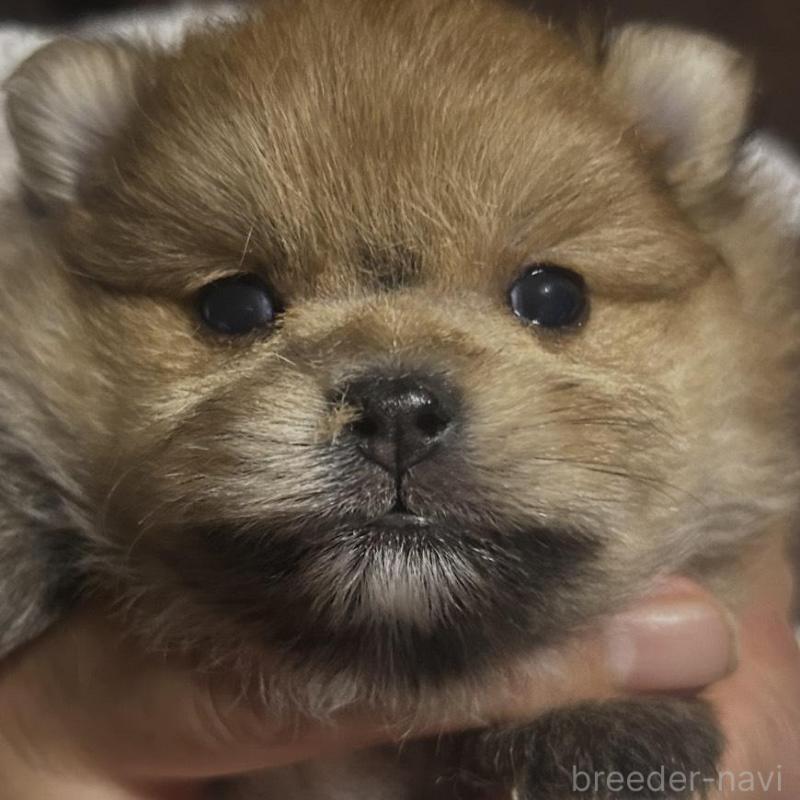 販売中の山口県のポメラニアン-423888の1枚目