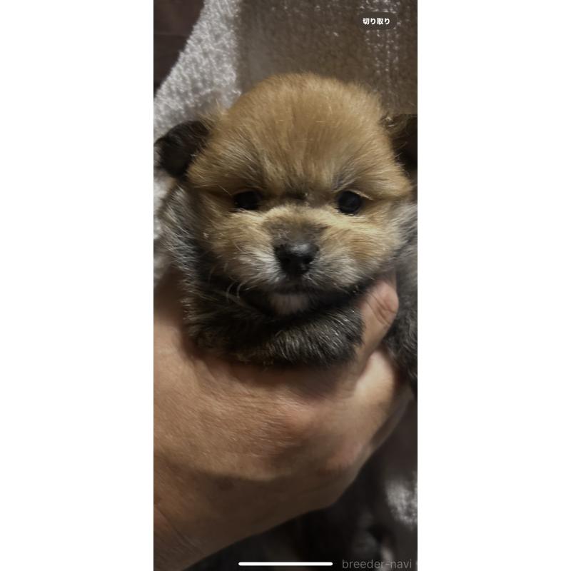 販売中の山口県のポメラニアン-423890の2枚目
