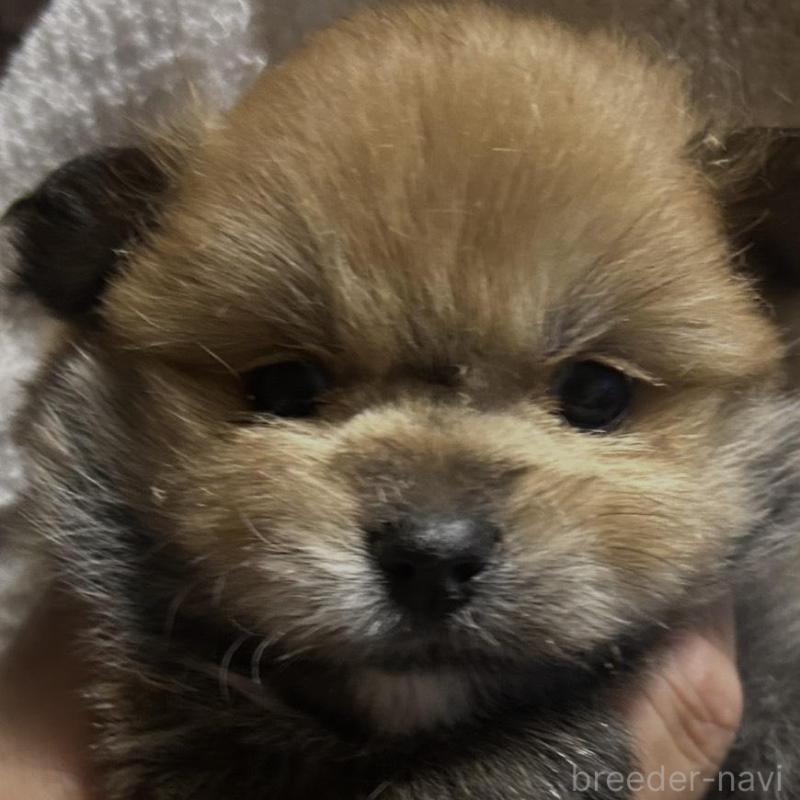 販売中の山口県のポメラニアン-423890の1枚目