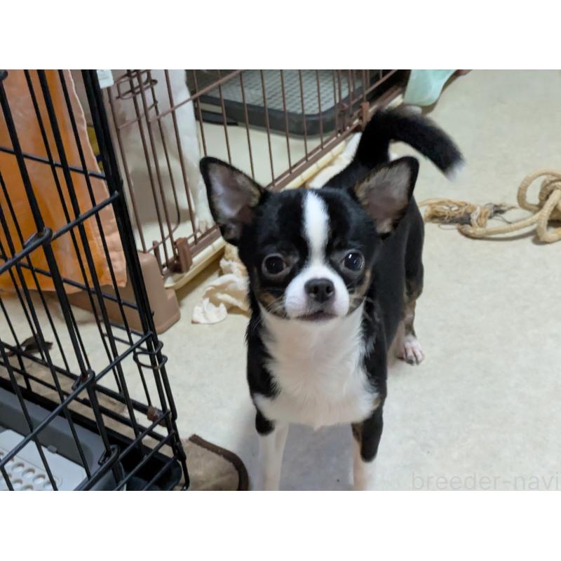 成約済の茨城県のチワワ(スムースコート)-418872の3枚目