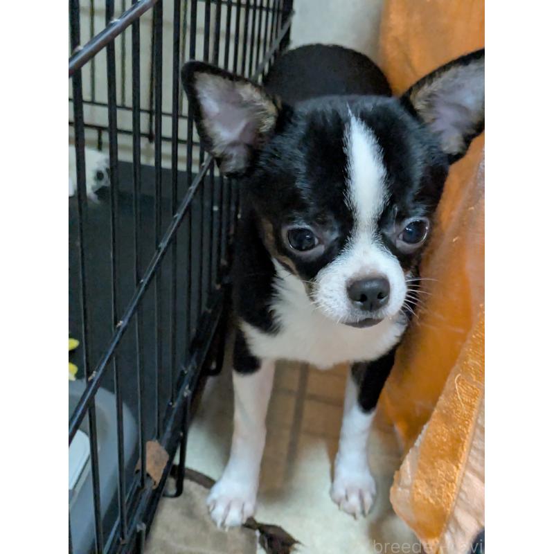 成約済の茨城県のチワワ(スムースコート)-418872の2枚目