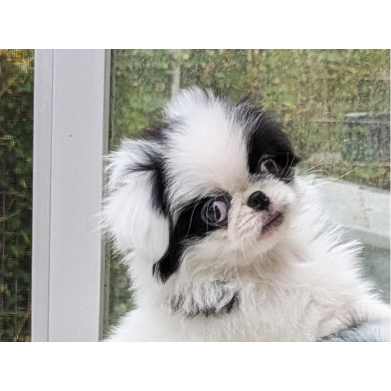 販売中の茨城県の狆 (チン)-414775の4枚目