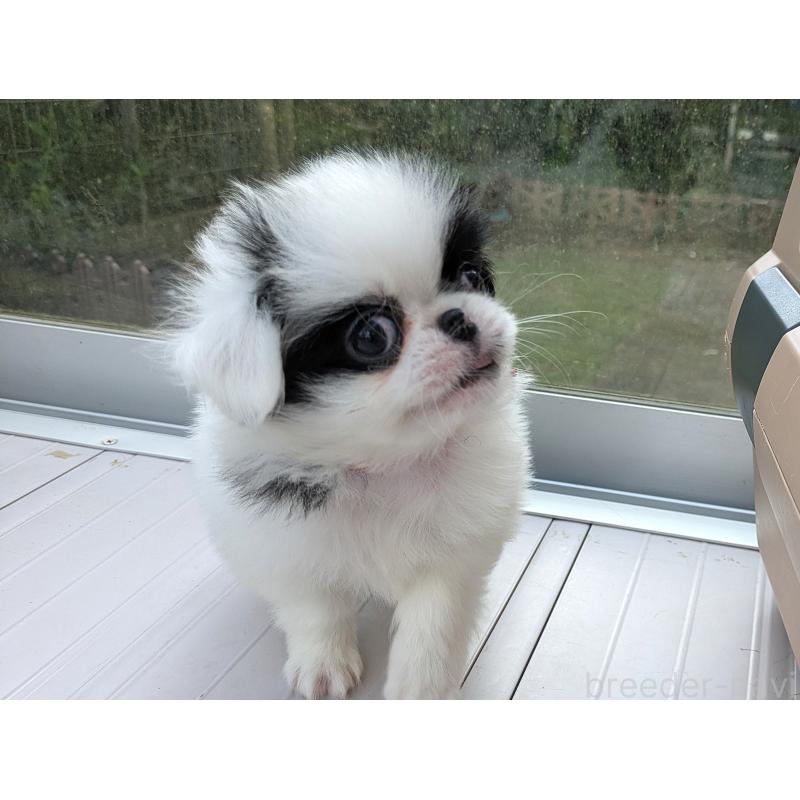 販売中の茨城県の狆 (チン)-414775の3枚目