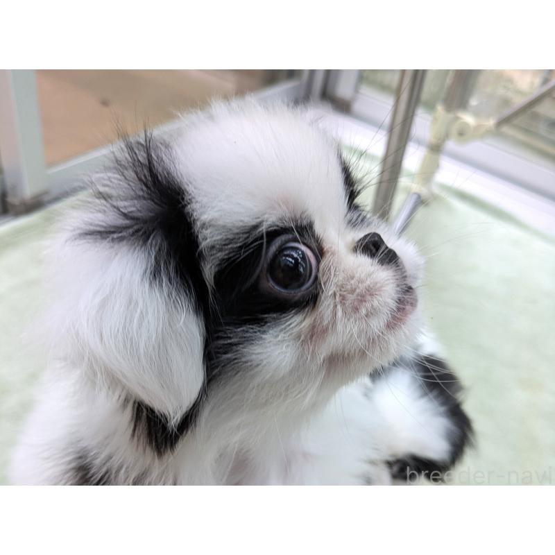 販売中の茨城県の狆 (チン)-414775の2枚目