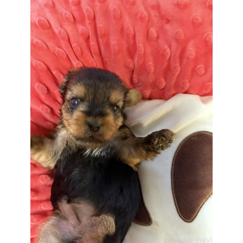 販売中の宮崎県のヨークシャーテリア-423891の5枚目