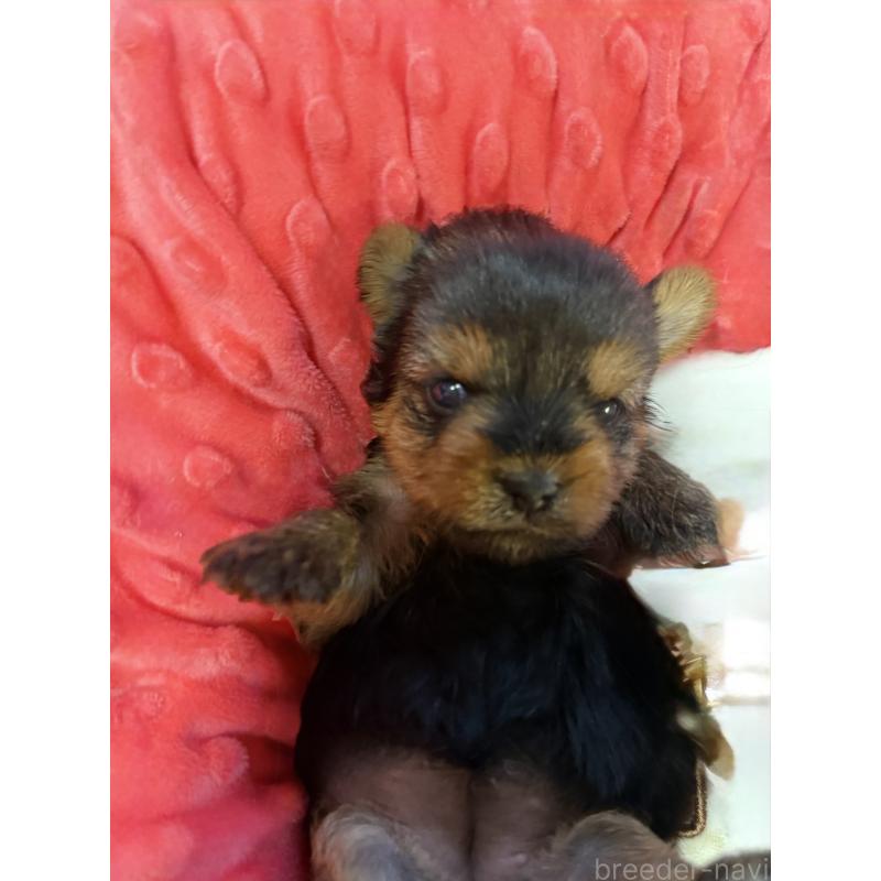 販売中の宮崎県のヨークシャーテリア-423891の4枚目