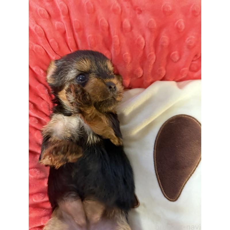 販売中の宮崎県のヨークシャーテリア-423891の3枚目