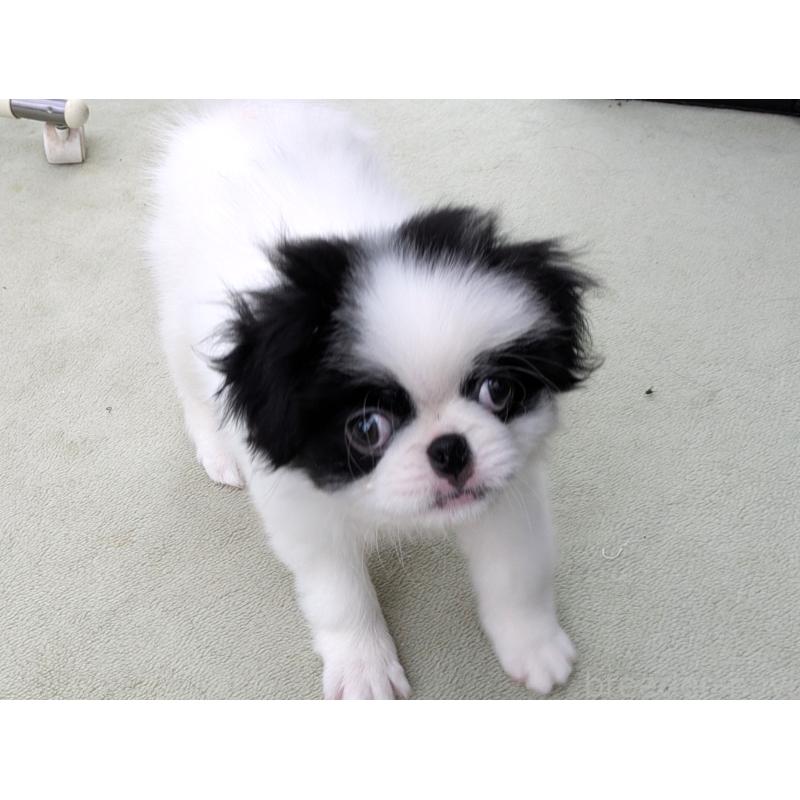 販売中の茨城県の狆 (チン)-414919の6枚目