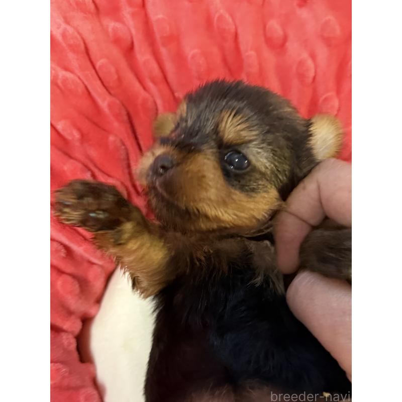 販売中の宮崎県のヨークシャーテリア-423891の2枚目