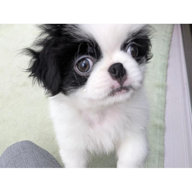 販売中の茨城県の狆 (チン)-414919の5枚目