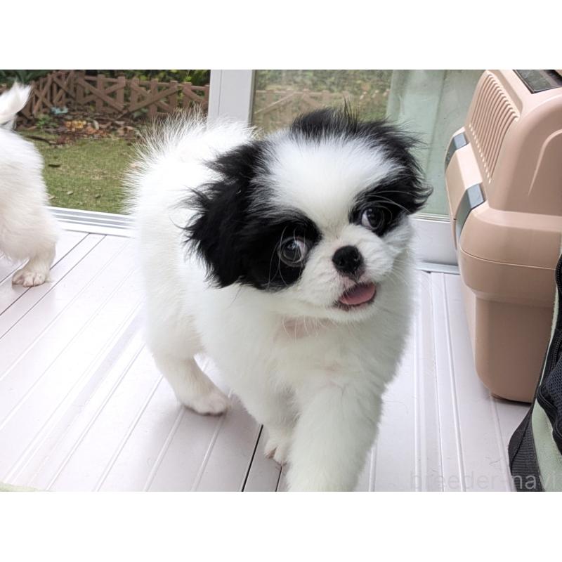 販売中の茨城県の狆 (チン)-414919の4枚目