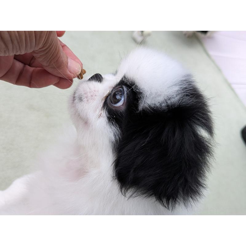 販売中の茨城県の狆 (チン)-414919の3枚目