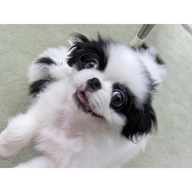 販売中の茨城県の狆 (チン)-414919の2枚目