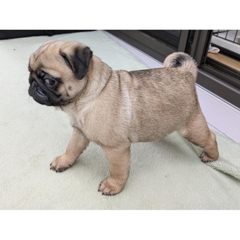 成約済の茨城県のパグ-420830の6枚目