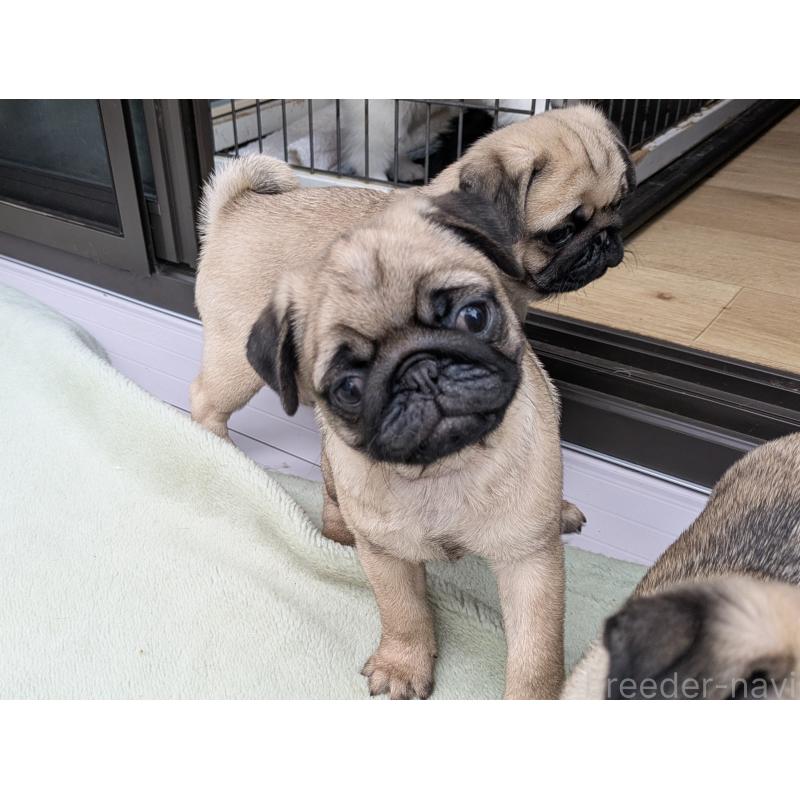 成約済の茨城県のパグ-420830の5枚目