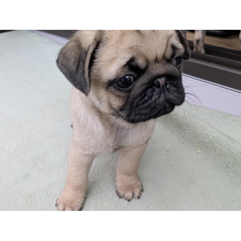 成約済の茨城県のパグ-420830の3枚目