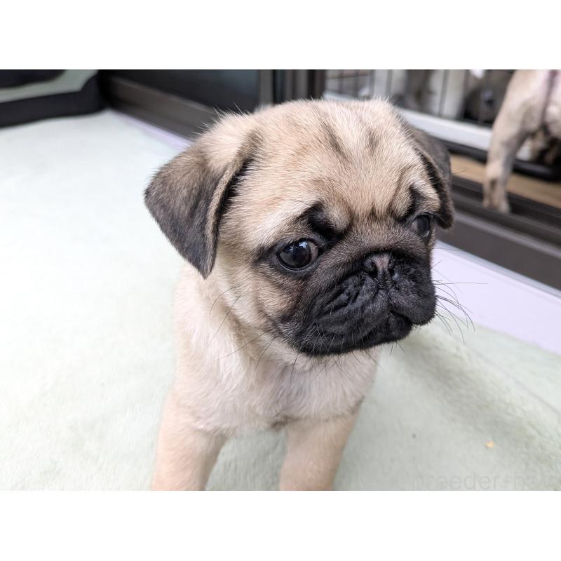 成約済の茨城県のパグ-420830の2枚目