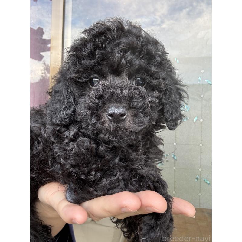 販売中の茨城県のトイプードル-421001の9枚目