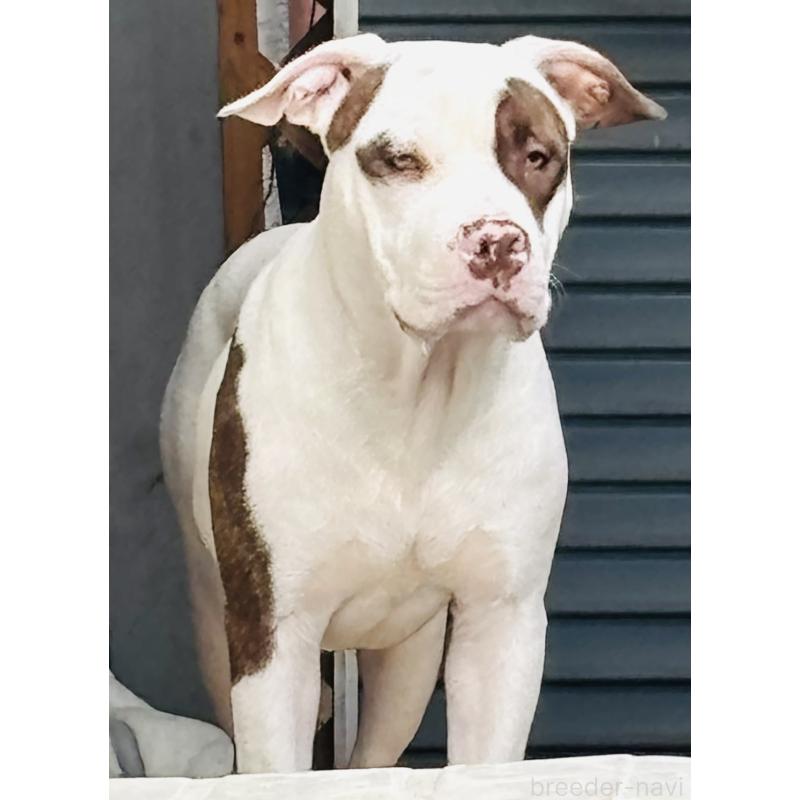 販売中の神奈川県のアメリカンピットブルテリア-390472
