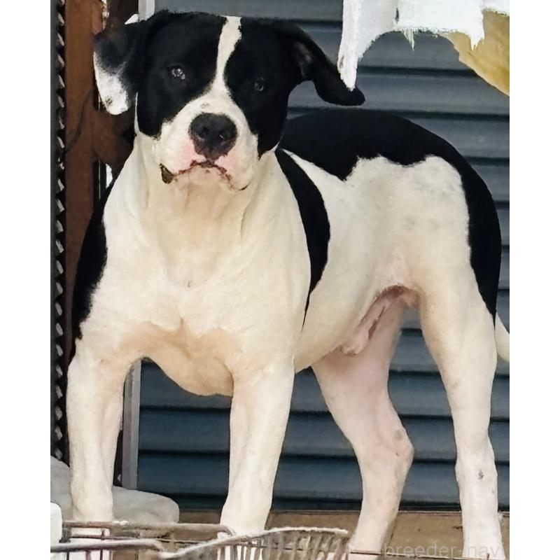 販売中の神奈川県のアメリカンピットブルテリア-417042の4枚目