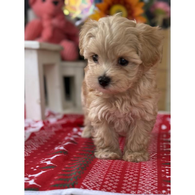 成約済の宮崎県のマルプー:マルチーズ×トイプードル-421369の10枚目