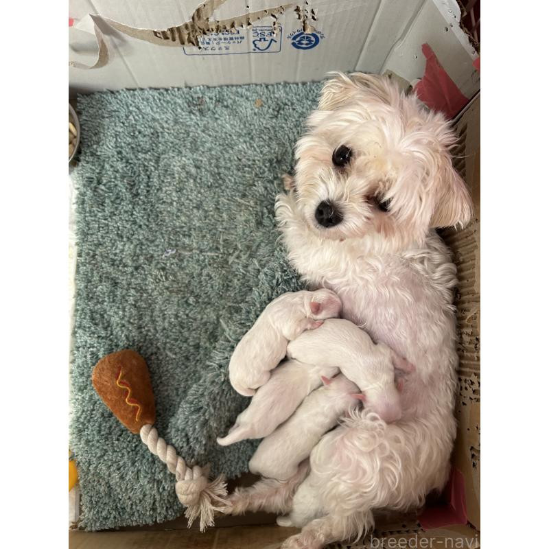 販売中の熊本県のマルチーズ-423892の2枚目